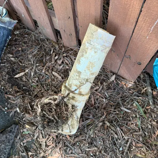 Removed section of old sewer pipe with roots trailing from the end.